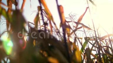 特写，阳光下的玉米地，阳光下的玉米娃娃和树叶.. 干燥的玉米树上的玉米作物是迅速的